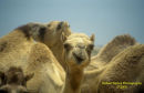 Camels